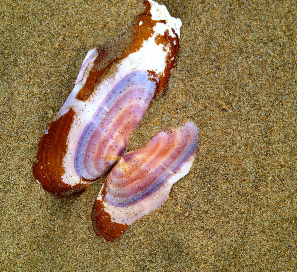 Beautifully Broken by Jaklyn Larsen