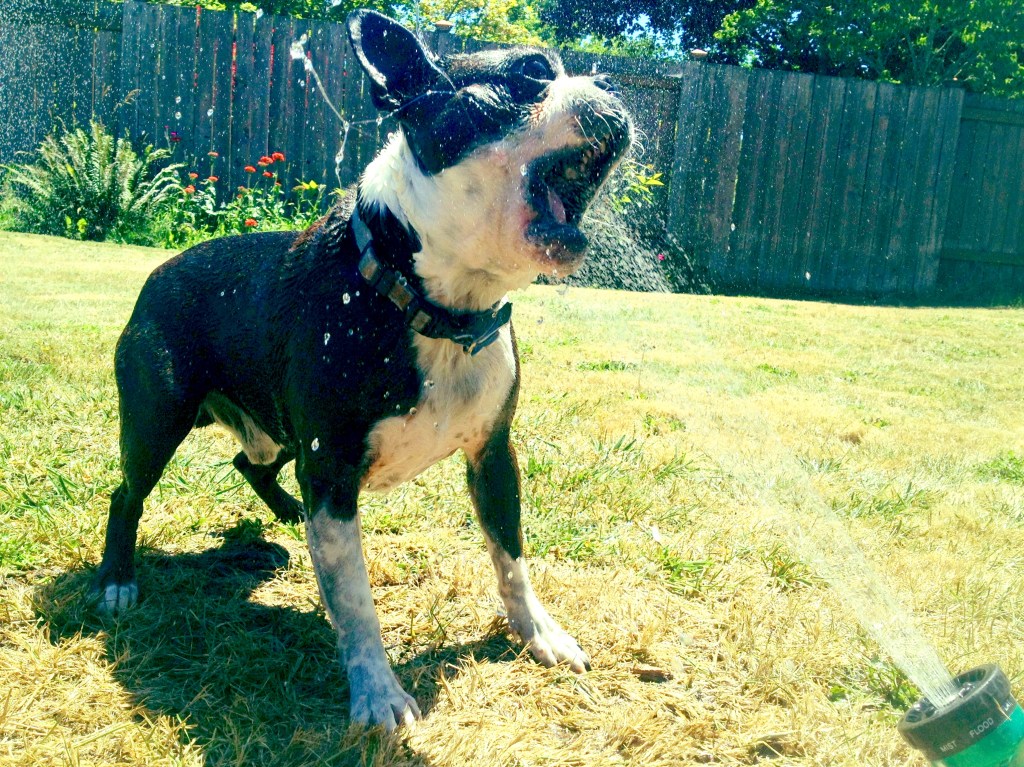 Summertime Bliss. At least it's bliss if you're a dog that likes to be jetted with a sprinkler in the face...