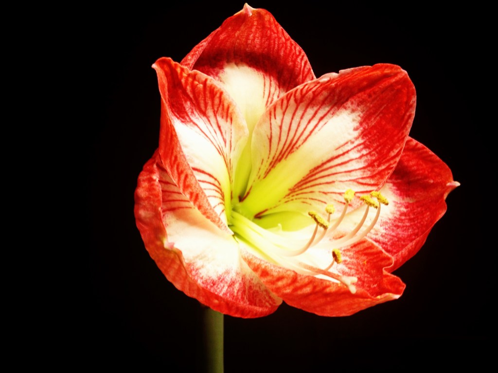 amaryllis