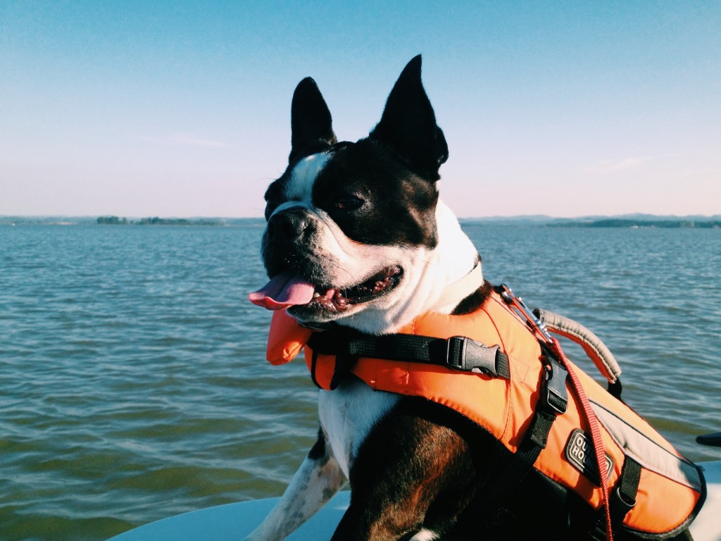 Mojo, happy to be out on the boat...