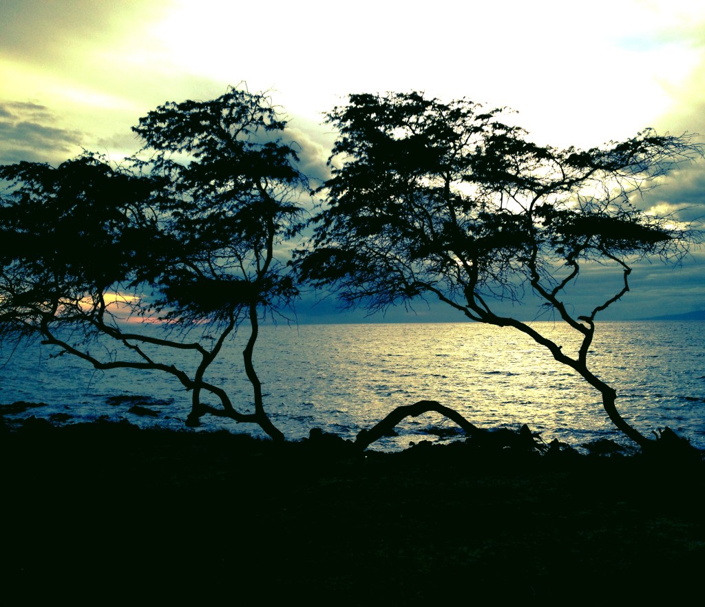 Every tree looked as though it could tell a story...