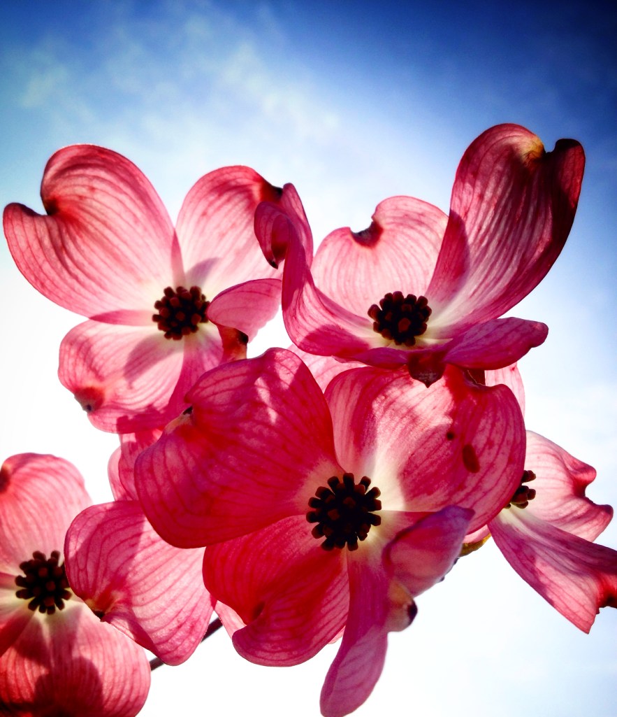 I love this flowering pink dogwood that graces my back fence... 