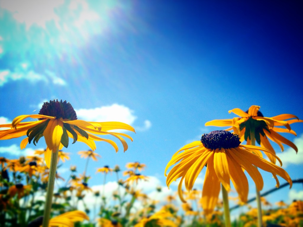 Yellow coneflowers bask in the beautiful Oregon sun...