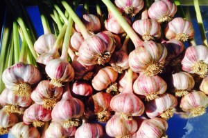 Vampires will not be coming anywhere near my property after this year's garlic harvest...