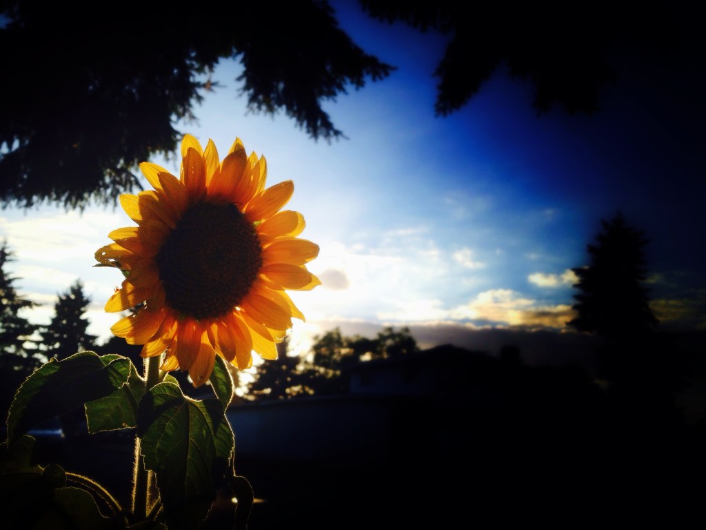 Thankful that squirrels have better vision for landscaping my front yard than me...