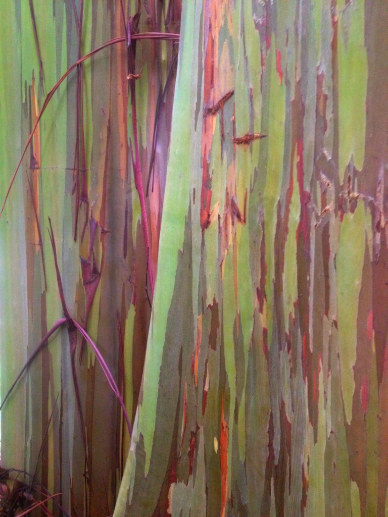 The bark is fascinating, so many colors!