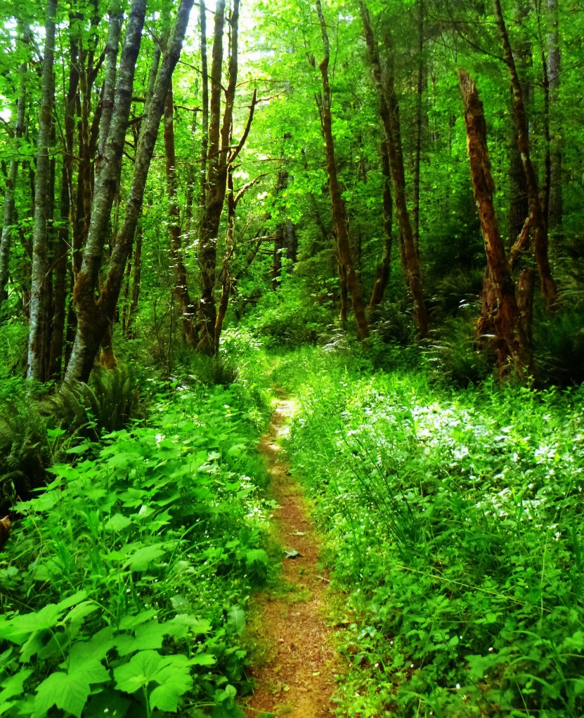 A trail to the unknown, somewhere near Whittaker Creek, Oregon. Photo by Jaklyn Larsen