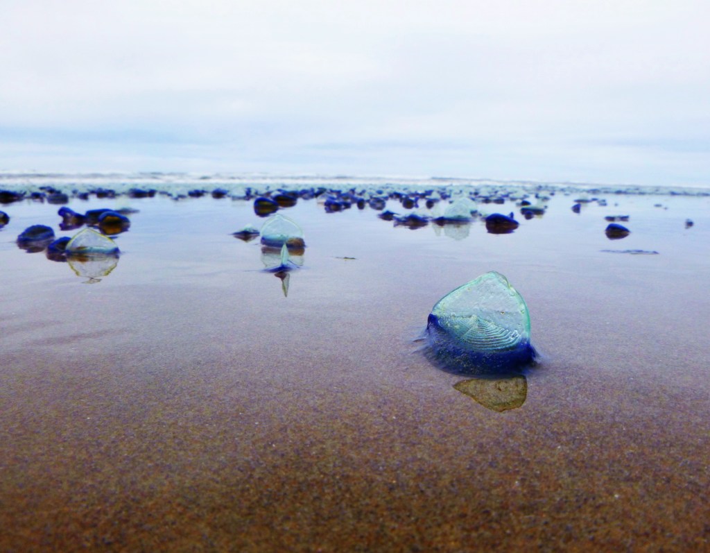 Velella on the Oregon coast. Photo by Jaklyn Larsen