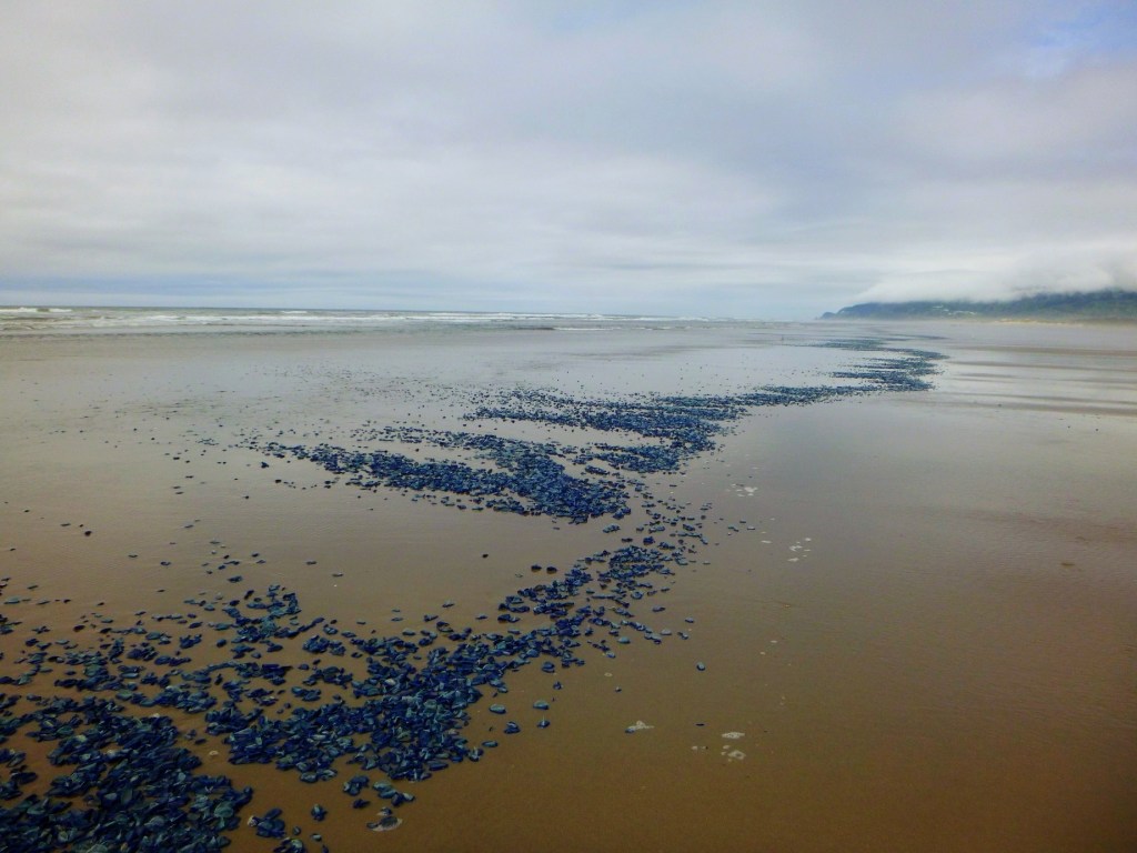 The blue colors contrasted with the sand, the sheer multitude making it hard to focus my eyes on just one at a time... Photo by Jaklyn Larsen
