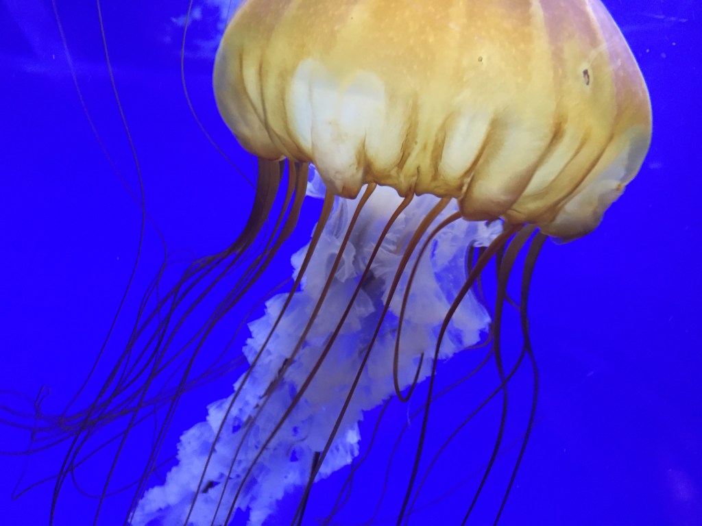 Photo by Jaklyn Larsen