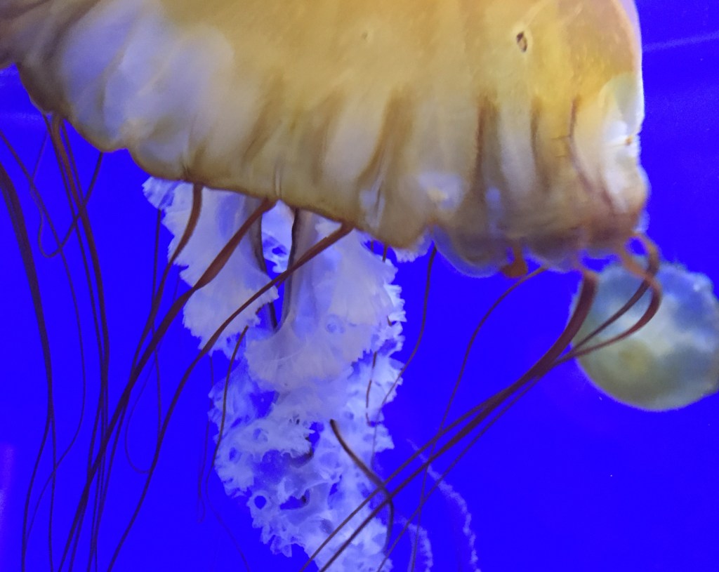 jellyfish 2